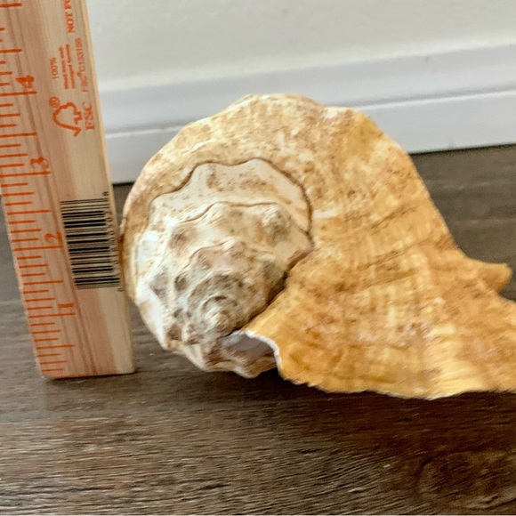 Big Sea Shell - Picture 2 of 12